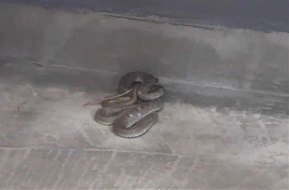 ΦΙΔΙ - ΘΕΣΣΑΛΟΝΙΚΗ ΦΙΔΙ - ΘΕΣΣΑΛΟΝΙΚΗ