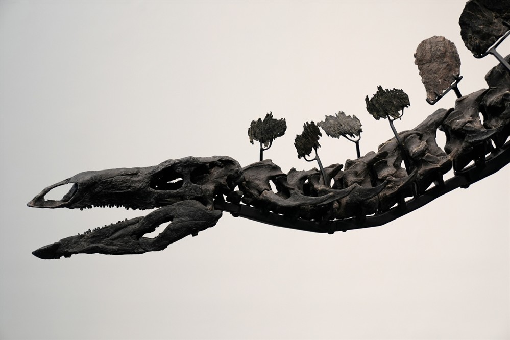 Στεγόσαυρος APEX Στεγόσαυρος APEX