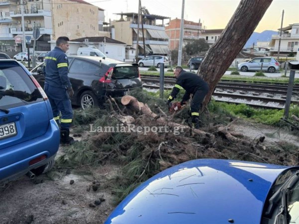 Λαμία - δέντρο