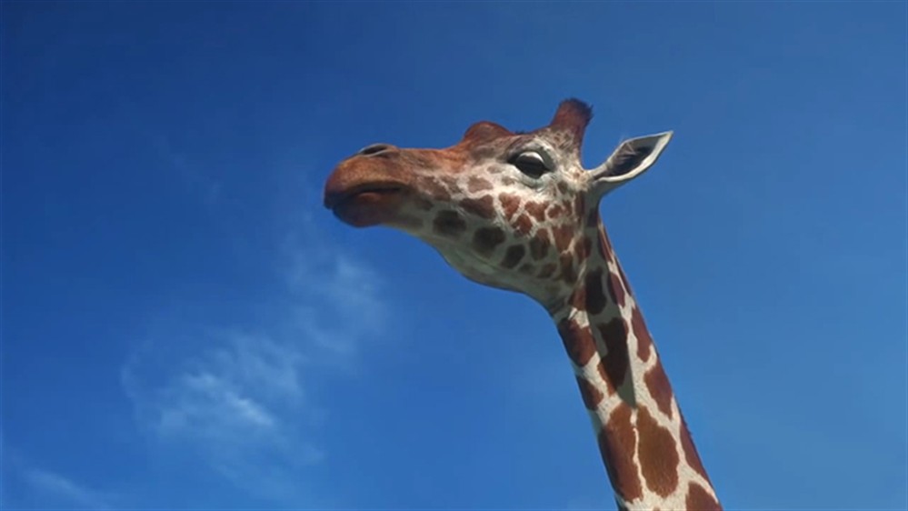 Ελέφαντες - ζώα - επικίνδυνα αθλήματα