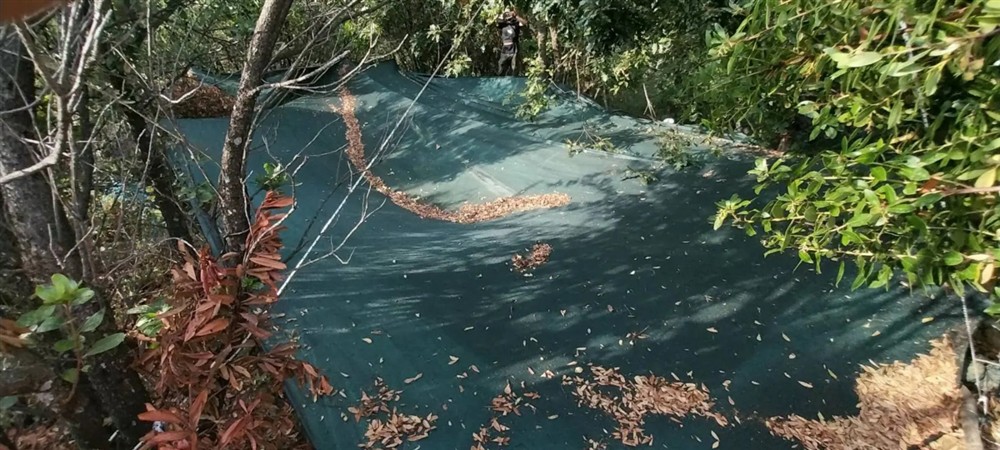 Θεσπρωτία - Φυτεία ινδικής κάνναβης Θεσπρωτία - Φυτεία ινδικής κάνναβης