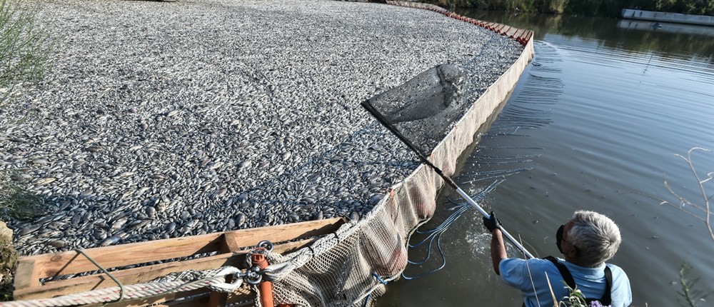 Βόλος - νεκρά ψάρια Βόλος - νεκρά ψάρια