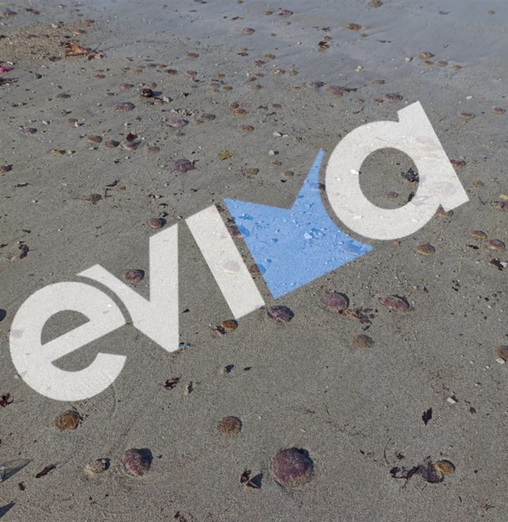 Μωβ - Μέδουσες - Παραλία - Εύβοιας