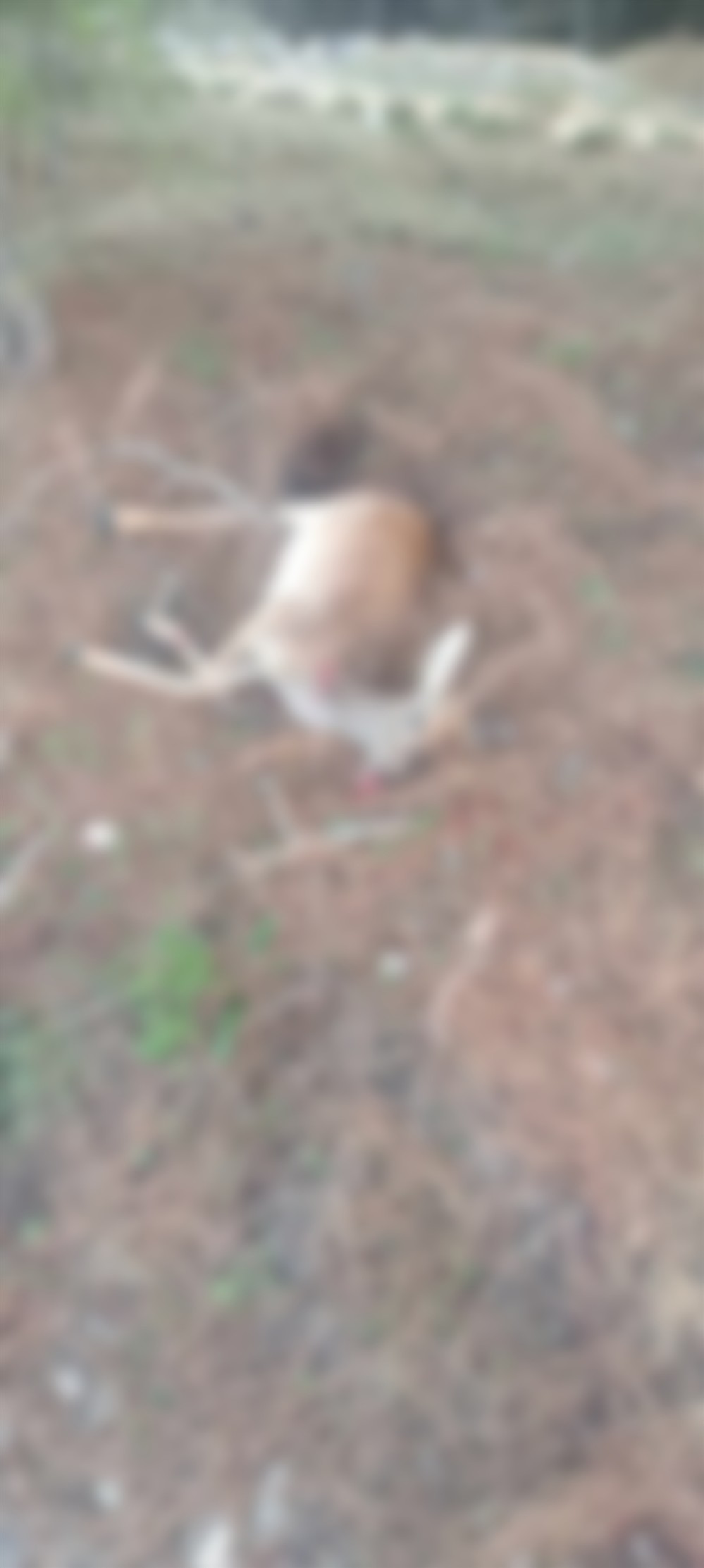 Ρόδος - νεκρό ελάφι Ρόδος - νεκρό ελάφι