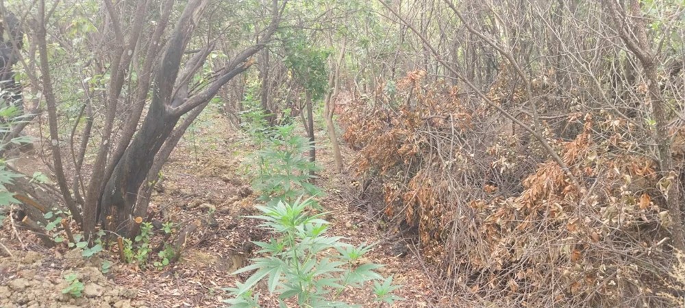 Θεσπρωτία - Φυτεία ινδικής κάνναβης Θεσπρωτία - Φυτεία ινδικής κάνναβης