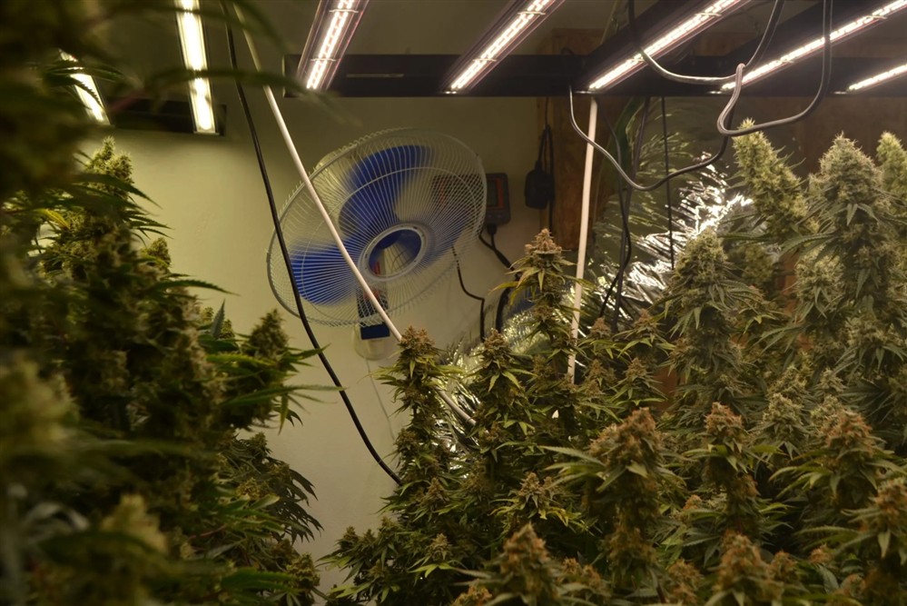 Ηράκλειο - Ναρκωτικά - Κάνναβη