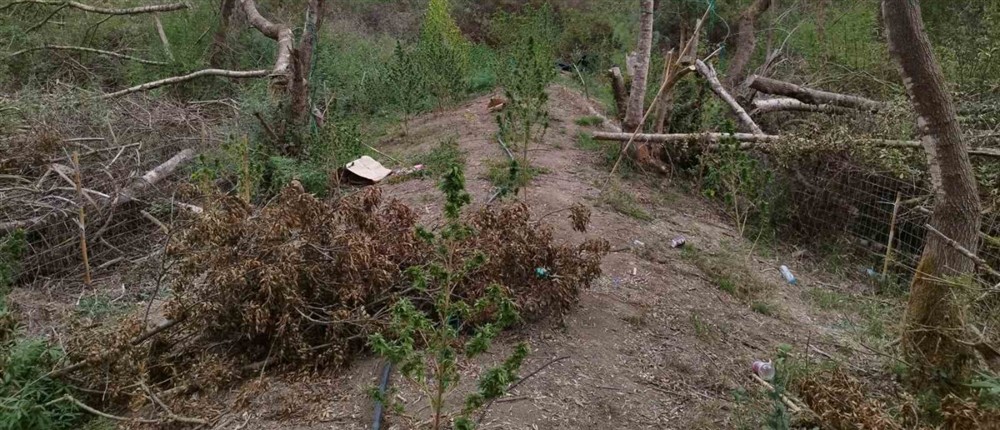 Άρτα - χασισοκαλλιέργεια - Δενδρύλλια