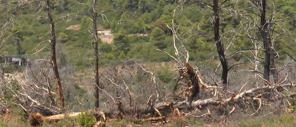 Βαρυμπόμπη Βαρυμπόμπη