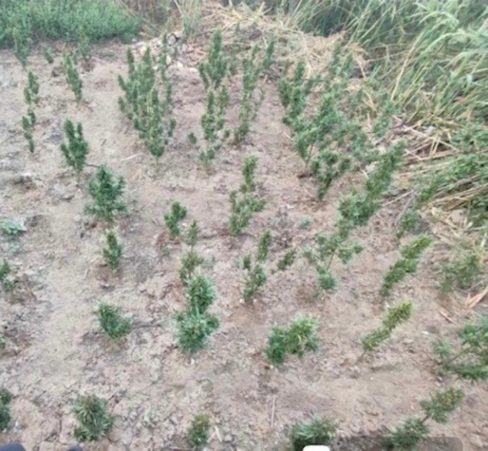 Ηλεία - φυτεία ινδικής κάνναβης Ηλεία - φυτεία ινδικής κάνναβης