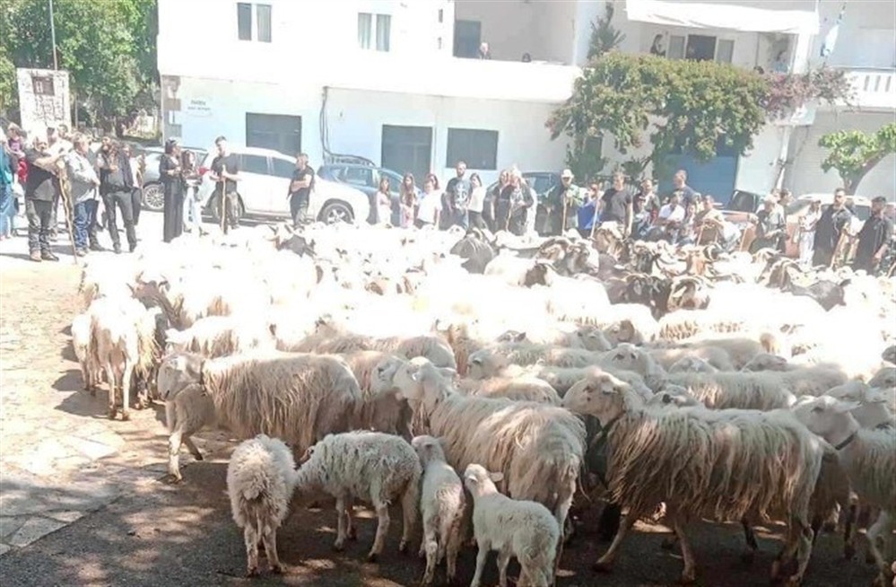 Άγιος Γεώργιος - Ασή Γωνιά - πρόβατα Άγιος Γεώργιος - Ασή Γωνιά - πρόβατα