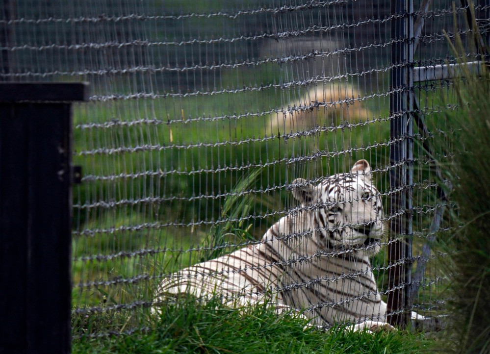 Τίγρης Τίγρης