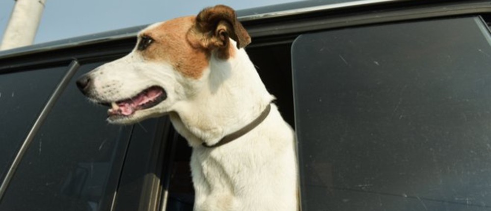 σκύλος - αυτοκίνητο