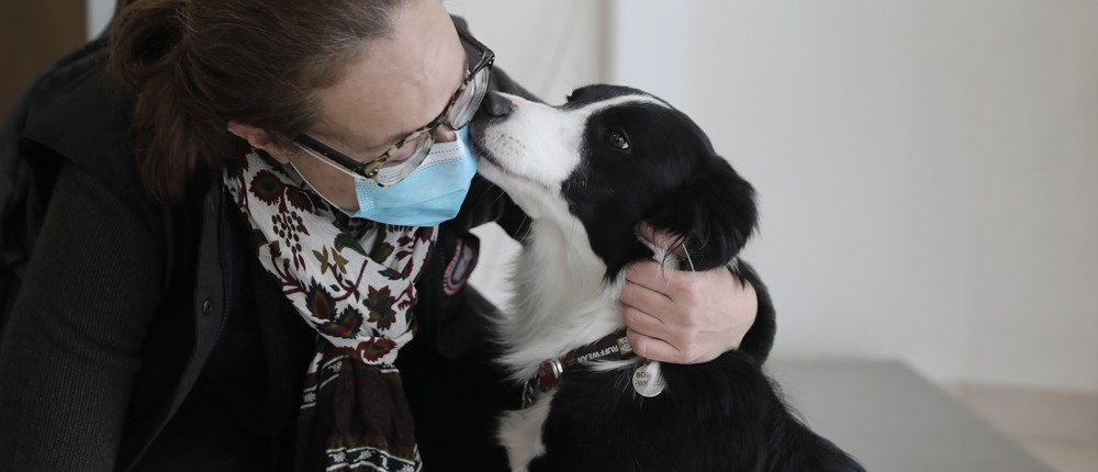 σκύλος - κατοικίδια - ζώα συντροφιάς σκύλος - κατοικίδια - ζώα συντροφιάς