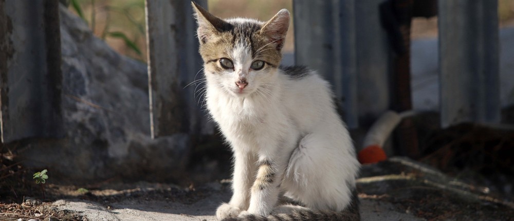 Γάτα - γατάκι - γάτες - γατιά Γάτα - γατάκι - γάτες - γατιά