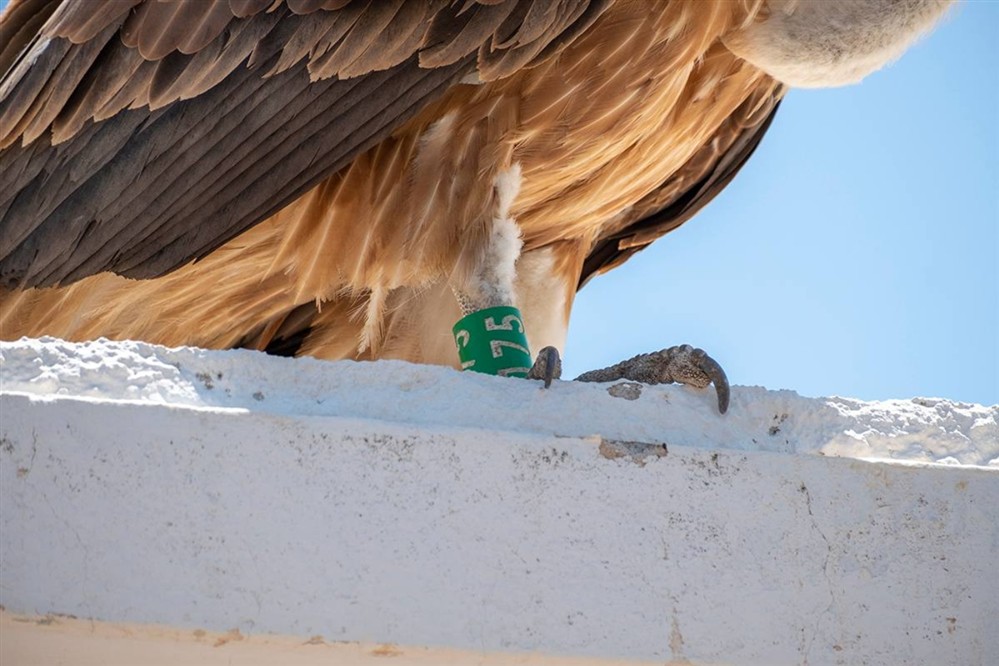 Γυπας - Κρητη Γυπας - Κρητη
