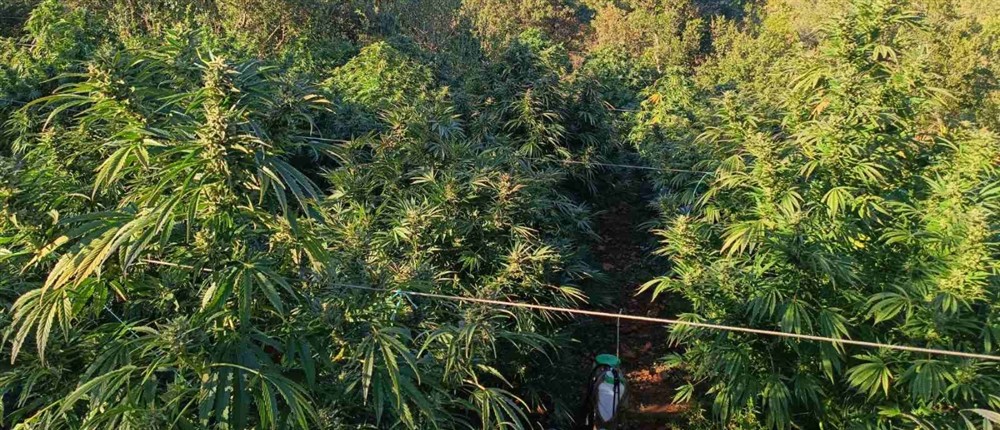 Τρίπολη - χασισοφυτεία - δενδρύλλια κάνναβης Τρίπολη - χασισοφυτεία - δενδρύλλια κάνναβης