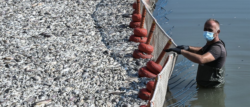 Βόλος - νεκρά ψάρια Βόλος - νεκρά ψάρια