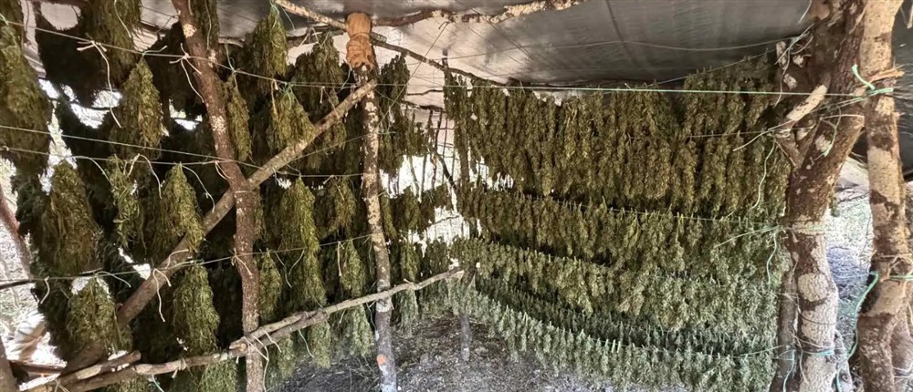 Τρίπολη - χασισοφυτεία - δενδρύλλια κάνναβης Τρίπολη - χασισοφυτεία - δενδρύλλια κάνναβης