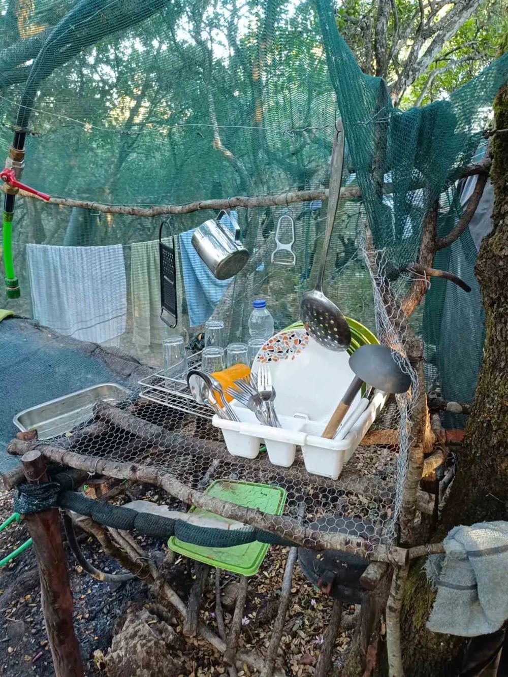 Τρίπολη - χασισοφυτεία - δενδρύλλια κάνναβης Τρίπολη - χασισοφυτεία - δενδρύλλια κάνναβης