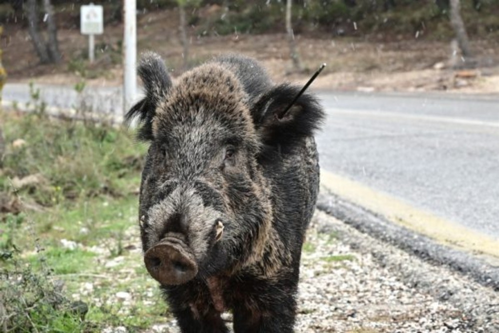 Πάρνηθα - Αγριογούρουνο - Βέλος