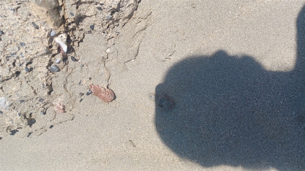 Χελωνάκια - κρήτη - φωλιές - νεκρά χελωνάκια