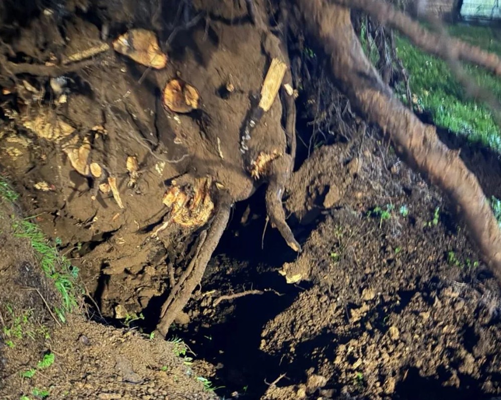 Γηροκομείο Ιωαννίνων - Πεύκο