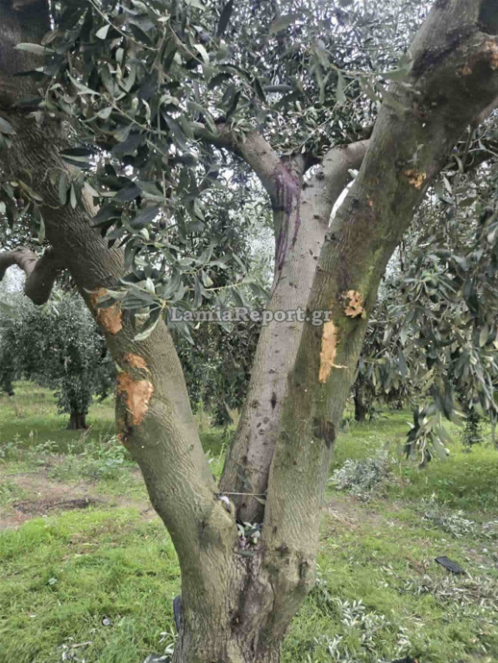 Τροχαίο - Αταλάντη