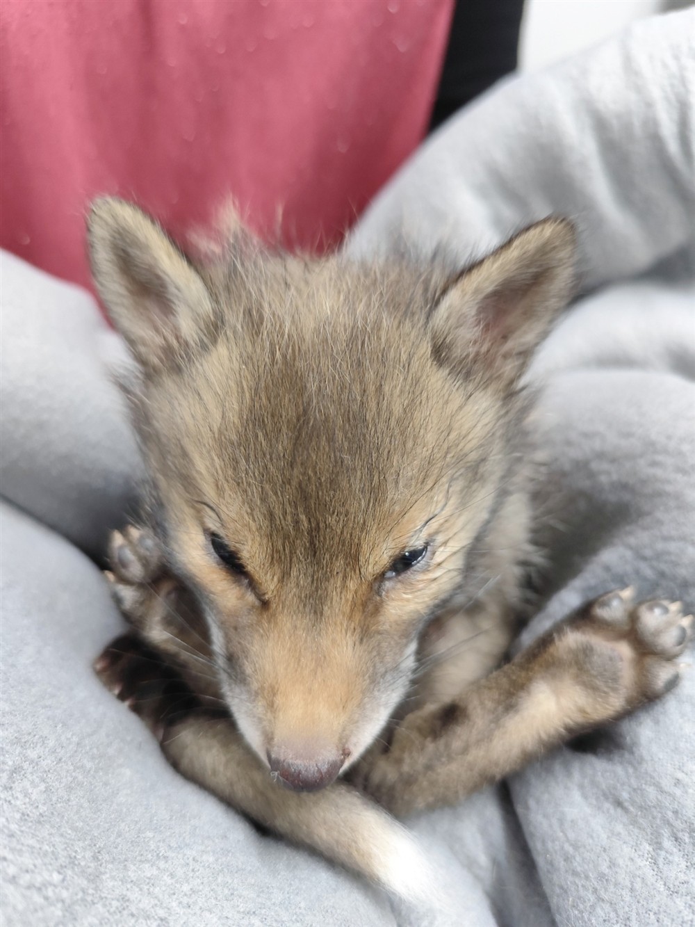 Αλεπουδάκι - Κυψέλη - Ανιμα