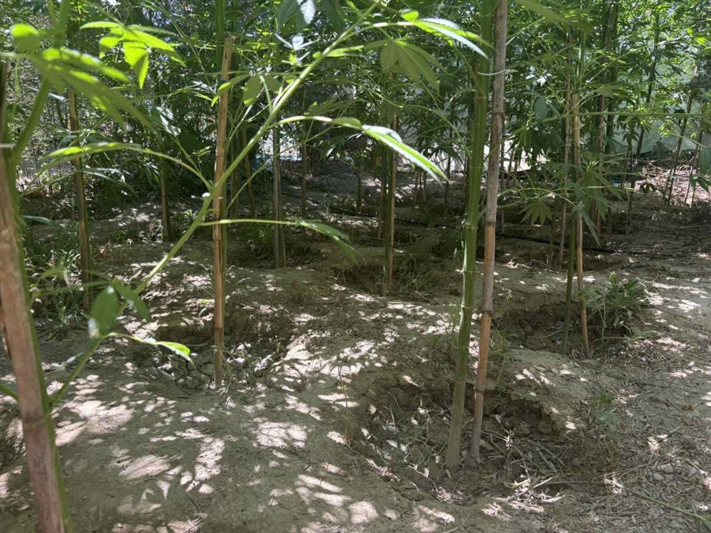 ΗΡΑΚΛΕΙΟ - ΚΑΝΝΑΒΗΣ ΗΡΑΚΛΕΙΟ - ΚΑΝΝΑΒΗΣ