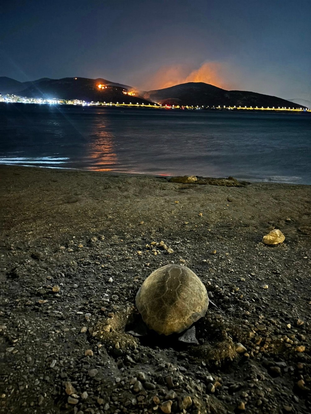 ΧΕΛΩΝΑ - ΚΑΡΕΑ - ΠΥΡΚΑΓΙΑ ΧΕΛΩΝΑ - ΚΑΡΕΑ - ΠΥΡΚΑΓΙΑ