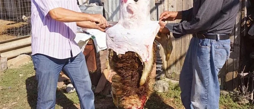 μοσχάρι - ζώο - αποκεφαλισμένο ζώο μοσχάρι - ζώο - αποκεφαλισμένο ζώο