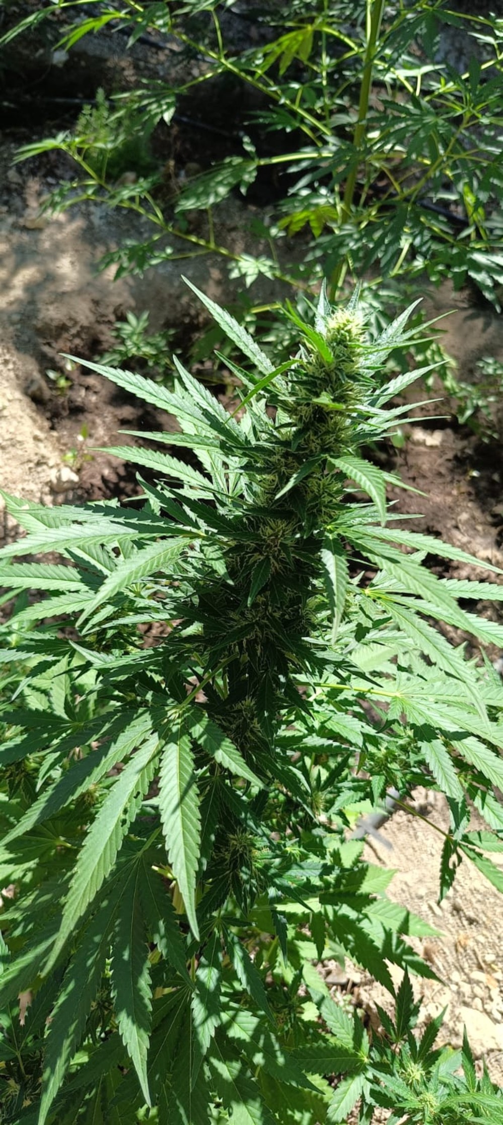 Κρήτη - δενδρύλλια - κανναβης Κρήτη - δενδρύλλια - κανναβης