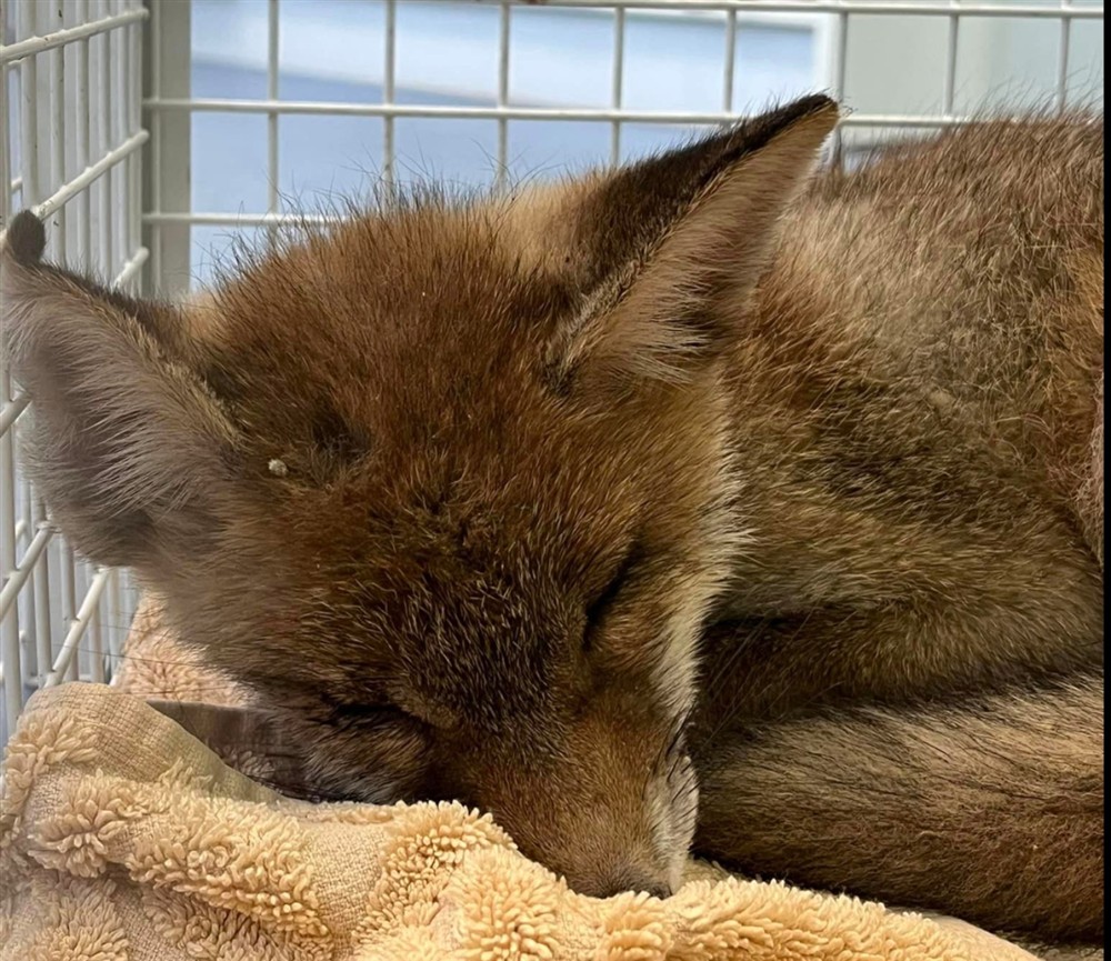 Θεσσαλονίκη - Αλεπουδάκι Θεσσαλονίκη - Αλεπουδάκι