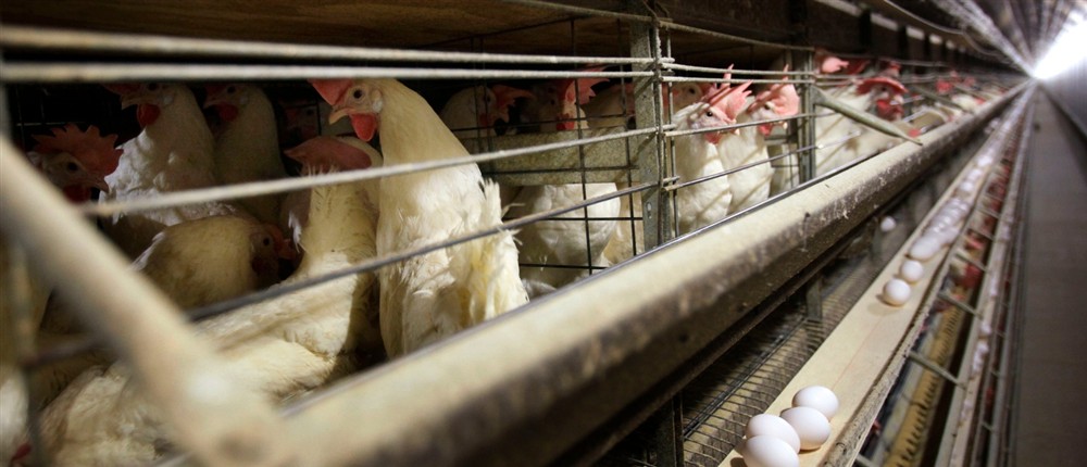 H5N1 - Γρίπη των πτηνών H5N1 - Γρίπη των πτηνών