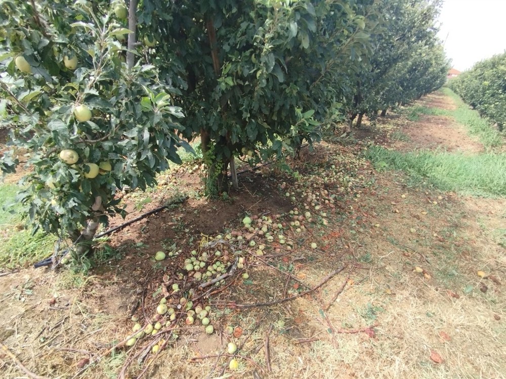 Χαλαζι - καλλιέργειες Χαλαζι - καλλιέργειες