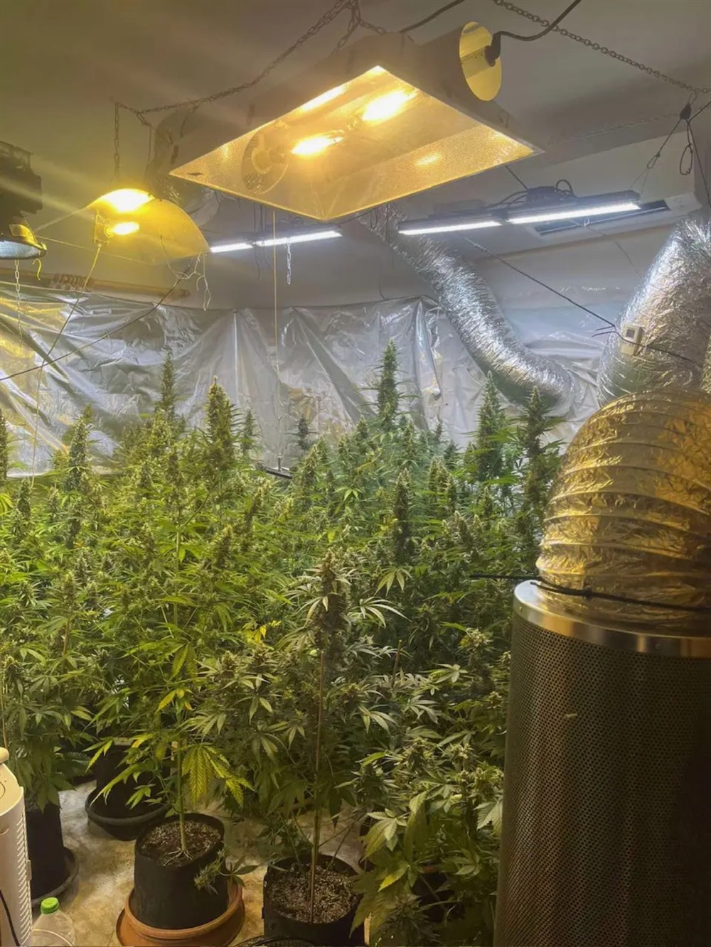 Κιάτο - κάνναβη