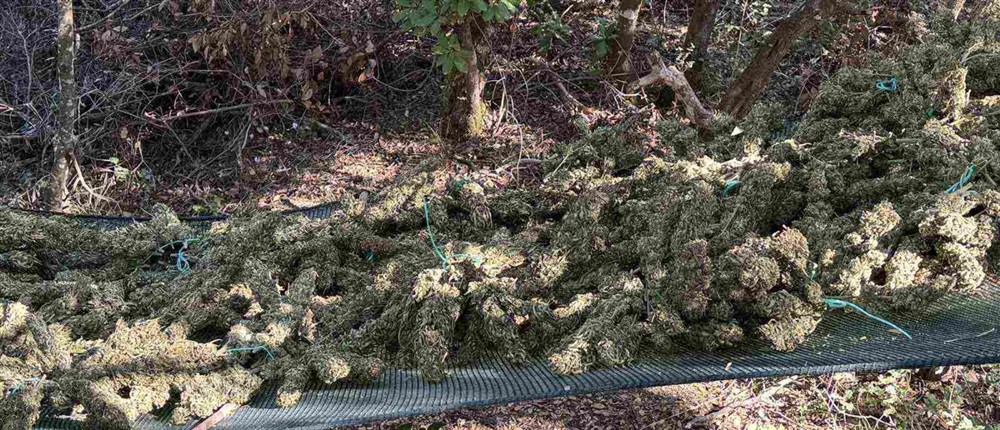 Τρίπολη - χασισοφυτεία - δενδρύλλια κάνναβης Τρίπολη - χασισοφυτεία - δενδρύλλια κάνναβης