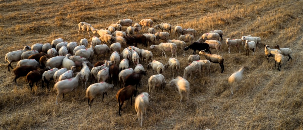Κοπάδι - αιγοπρόβατα - γίδια - πρόβατα Κοπάδι - αιγοπρόβατα - γίδια - πρόβατα