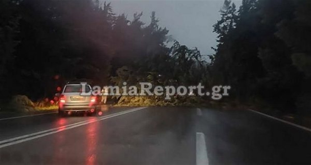 λαμια - πτωση δεντρων λαμια - πτωση δεντρων