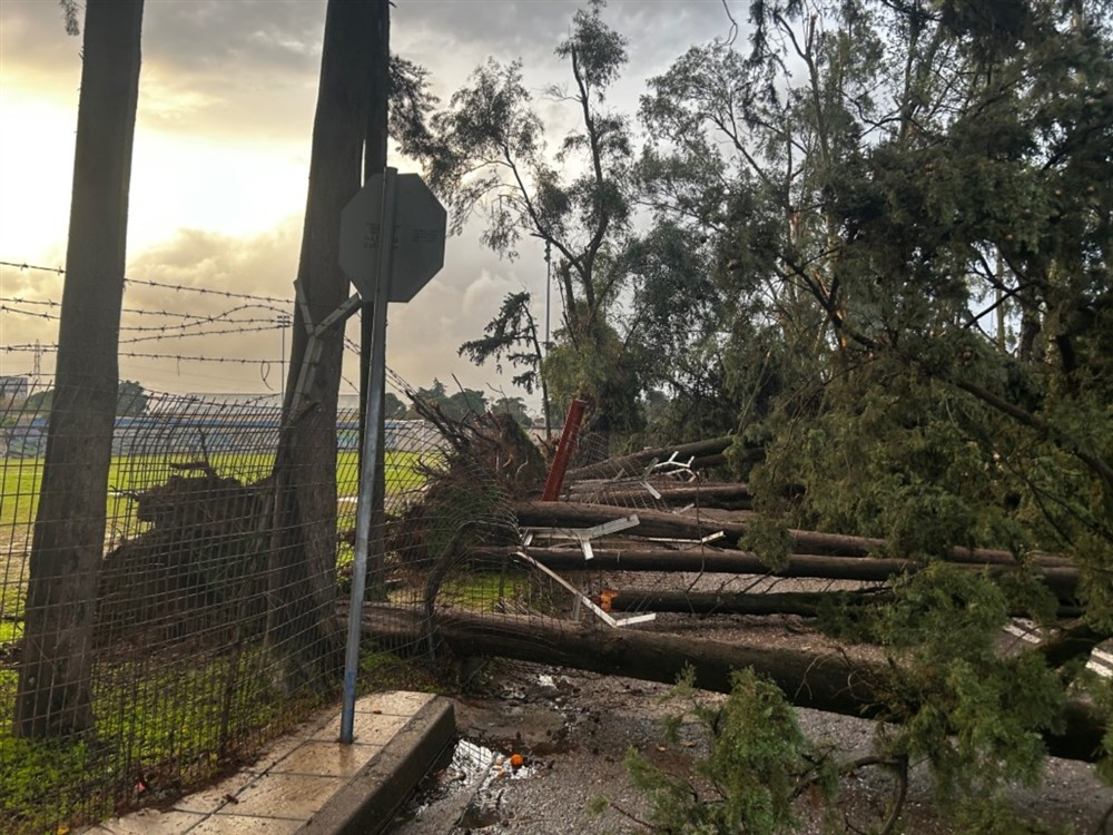 Αγρίνιο - Πτώσεις δέντρων Αγρίνιο - Πτώσεις δέντρων