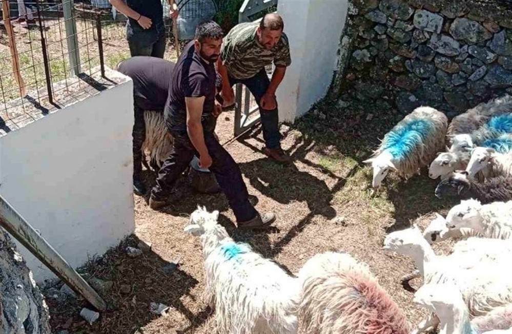 Άγιος Γεώργιος - Ασή Γωνιά - πρόβατα Άγιος Γεώργιος - Ασή Γωνιά - πρόβατα