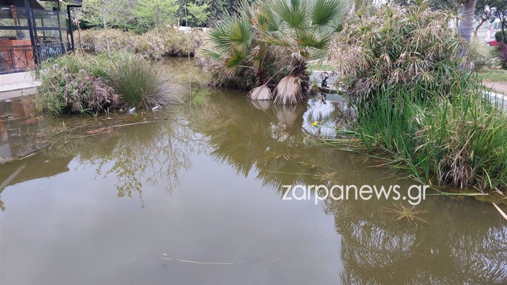 ΧΑΝΙΑ - ΝΕΚΡΕΣ ΧΕΛΩΝΕΣ - ΣΚΟΥΠΙΔΙΑ ΧΑΝΙΑ - ΝΕΚΡΕΣ ΧΕΛΩΝΕΣ - ΣΚΟΥΠΙΔΙΑ