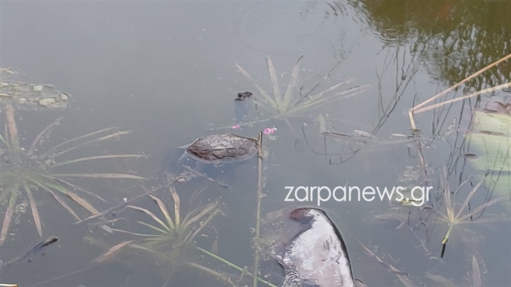 ΧΑΝΙΑ - ΝΕΚΡΕΣ ΧΕΛΩΝΕΣ - ΣΚΟΥΠΙΔΙΑ ΧΑΝΙΑ - ΝΕΚΡΕΣ ΧΕΛΩΝΕΣ - ΣΚΟΥΠΙΔΙΑ