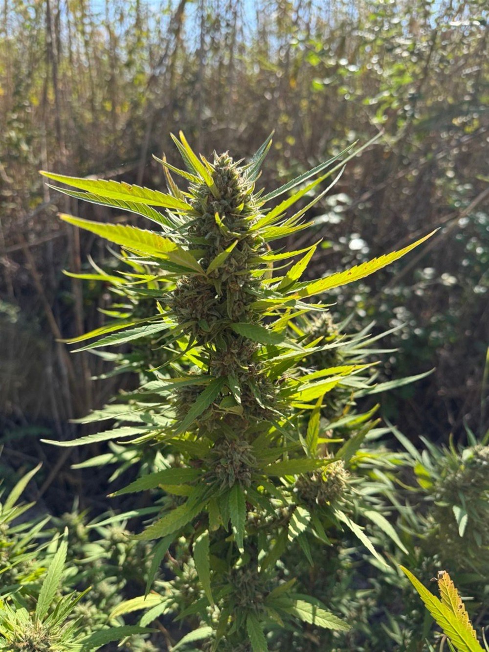 χαλκηδονος - ναρκωτικα