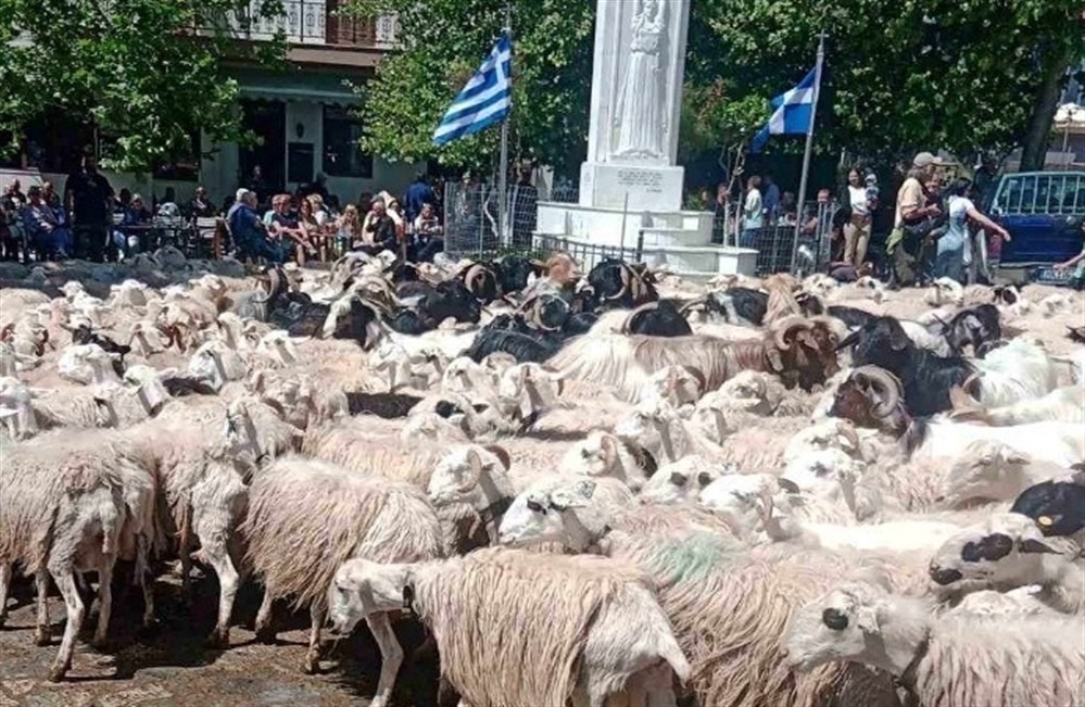 Άγιος Γεώργιος - Ασή Γωνιά - πρόβατα Άγιος Γεώργιος - Ασή Γωνιά - πρόβατα