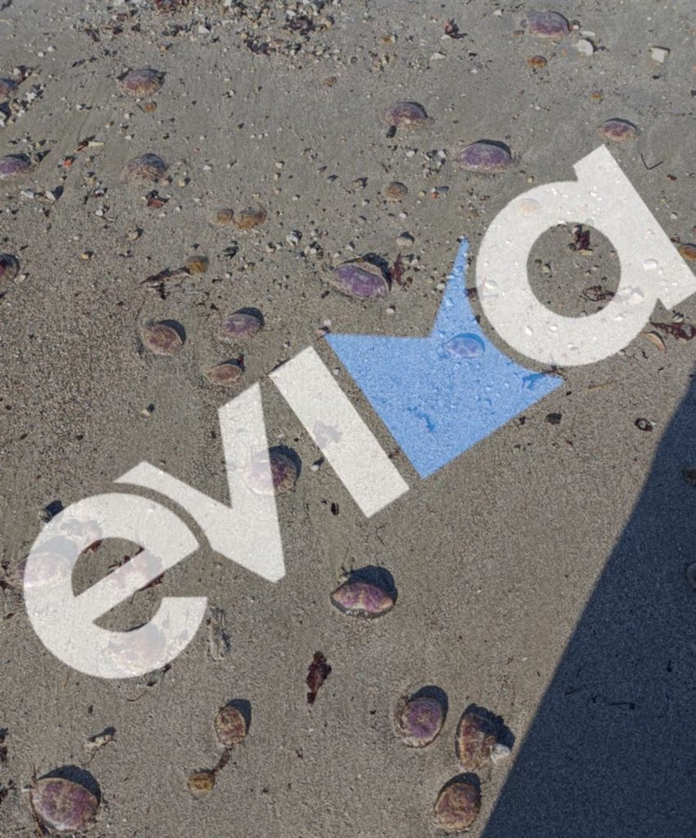 Μωβ - Μέδουσες - Παραλία - Εύβοιας