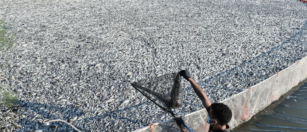 Βόλος - νεκρά ψάρια Βόλος - νεκρά ψάρια