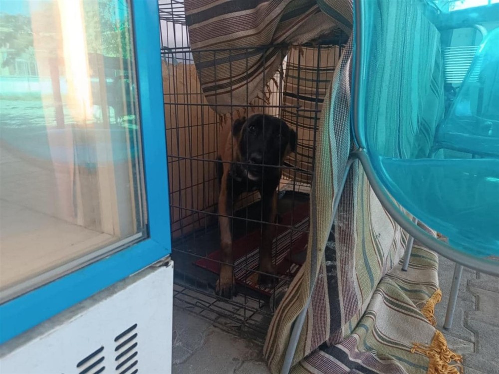 Καταφύγιο - Σωκράτης - αδέσποτα