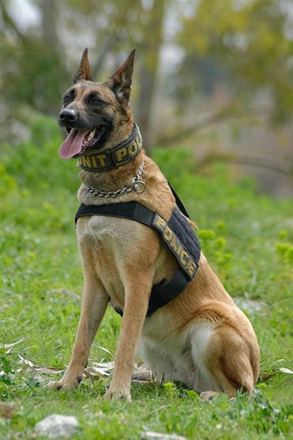 ΕΦΥΓΕ Η Κ-9 TOY  ΛΙΜΕΝΙΚΟΥ «UGLY»