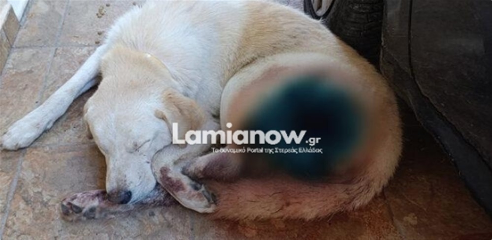 Σκύλος - Καμένα Βούρλα